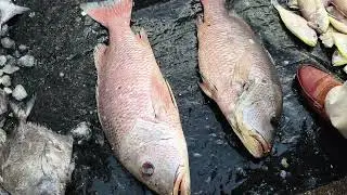 Famous Fish market in India🇮🇳#food #shorts #seafoodrecipe 