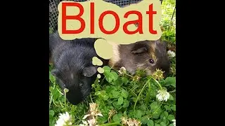 Bloat - lets talk about it