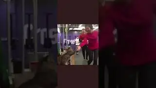 Cat high five #cat #pet #coolio #likeandsubscribe #shorts