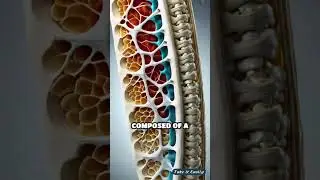 Human Bone Facts