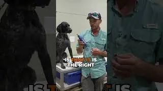 Best Tool For Trimming Dog Nails?