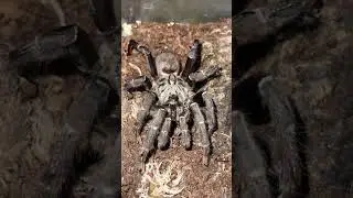 Ceratogyrus darlingi (Rear Horned Baboon) - Mature Male