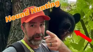 Bear Hunting with Hounds, & Laikas. Virginia
