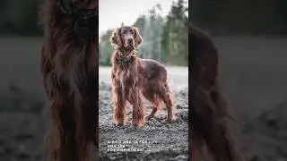 Irish Setter Dog Dad Gift | Celtic Ogham Wall Art | Digital Download | Father's Day #irishsetter