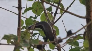 Arboreal Skink Climbing a Thorny Tree | Amazing Lizard Sighting