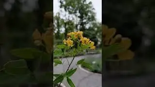 ✨ Naturens blomstrende skj&oslash;nnhet &ndash; En oase av ro og glede ✨