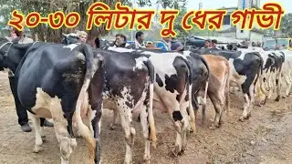 ১/১/২৬/ চক্ষু কপালে উঠে গেল বাচ্চা সহ ফ্রিজিয়ান দুধের গাভী দেখে সোনাইচণ্ডী হাট চাপাই।।