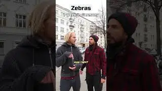 1 day vs 10 years in Germany | Zebras 🚦🦓