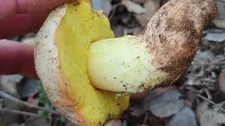 Hemileccinum impolitus (Boletus), un boleto comestible sencillo de identificar. Importante: su olor