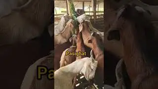Pasighat // For Bakri Id  Qurbani // Best quality at KD Lendo Goat Farm // Contact us on 8415992608