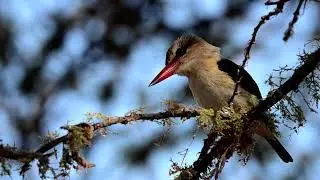 Brown-hooded kingfisher profile!