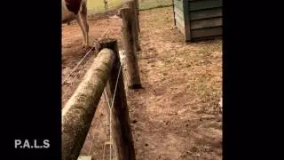 P.A.L.S Visits Cedar Row Farm Sanctuary(Chicken/Cow/Pig)