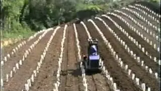 Tracteur &agrave; Chenilles LOEFFEL Viti-Plus 95 av machine &agrave; b&ecirc;cher