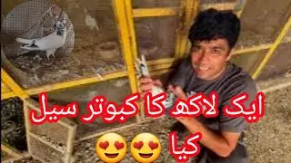 Bhai nay saqi Bhai say 1 lakh Ka Kabotar kahreeda فیصل ابادی جونسرذ ایک۔لاکھ کا فروخت کیا 