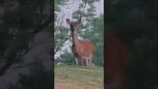 Cute Whitetail Deer Chewing 🌱 and Wiggling Its Ear 🦌