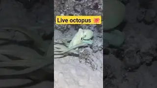 A live octopus 🐙 ।। Camouflage behaviour shown by #octopus #biology #specimens #shorts #experiment