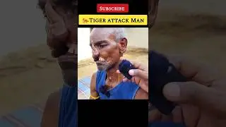 Tiger Attack Man | Tiger Attack Man in Bandhavgarh #shorts #joju_wildjunket #tiger #bandhavgarh
