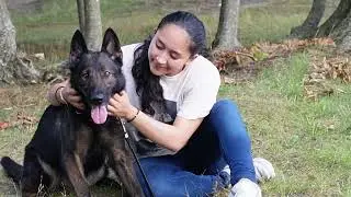 Meet Frennie: The Ultimate German Shepherd Protection Dog | K9 Mania Protection Dogs