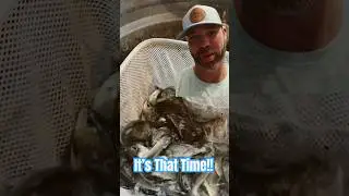 Spring is approaching & #Croakers can be a great way catch large #speckledtrout. #shortsviral 🎣🎣👀