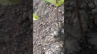 Guava Pruning