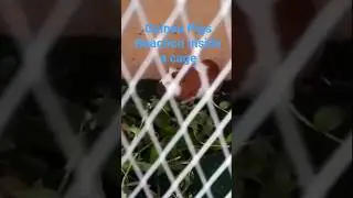 Guinea Pigs marathon#fortniteclips#usa#konaandsuba#guineapigshorts#donaldtrump#manila#philippines