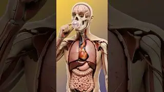3D Human Anatomy with Bubble Gum &ndash; Full Body & Stomach Close-Up #animation #3danatomy #3d #shorts