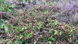 Brunssummerheide,Limburg NL