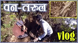 Digging Out वन तरुल (Wild Yam) at Jungle