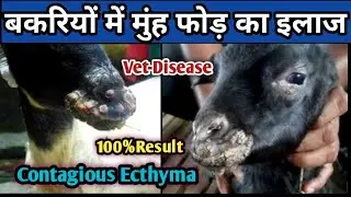 बकरियों में होने वाले मुंह फोड़ का इलाज||Bakriyo ke muh fod ka illaj||Contagious ecthyma Tretment