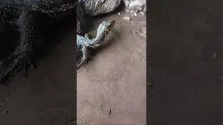 Ловля змееголовой рыбы на живую наживку, живая наживка - ЗМЕЕГОЛОВАЯ РЫБА #короткометражки #рыба ...