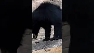 Sloth bear#indan sloth bear#wildlife#shorts