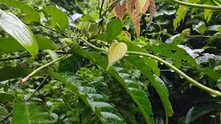 Monsoon in Udupi 2020 #Nature #India #lockdown
