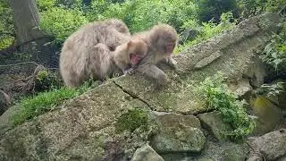 Snow monkeys in Japan