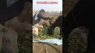 My daily routine #video #shorts #god #farming #viralvideo #vlog #viral #song #short #shortvideo