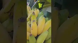 Banana #nature #youtbeshorts #harvesting#youtbeshorts