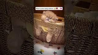 Most Cute Baby Kittens 😭❤️🫶🏻💖#MostCuteKittens#BabyKittens#CutestKittens#AdorableKittens#KittenCute