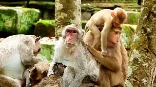 Todsay Monkey Luna lo ves to visit monkey Jane in Amber group