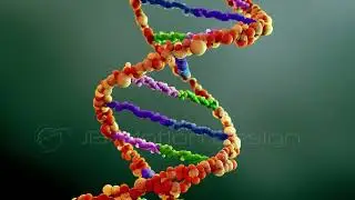 DNA Double Helix