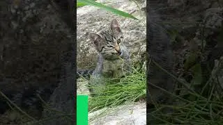 What is the lifespan of an indoor cat?#shorts #cat