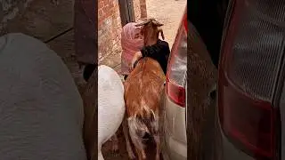 bakra eid 😢 emotional video  😢 seen #bakraeidspecial #eidmubarak #viral #shortviral