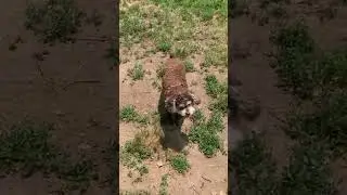 Dog walking services in Manhattan .🐩🥰🐶