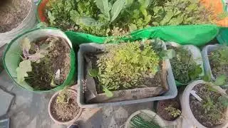 👍💖आज की हरी प्याज की कटाई👍💖Today's organic vegetables harvest 👍💖