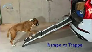 Hunderampe vs Hundetreppe, Kynofit Physiotherapie f&uuml;r Hunde