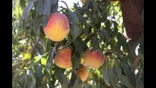 Benefits of Subsurface Drip Irrigation in the Orchard
