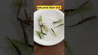 EXPLODING Seed Pods 💥😱😱 #shorts #satisfying #youtubeshorts #garden #seed #oddlysatisfying #short
