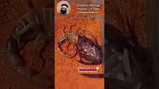 Scorpion Molting Process &ndash; A Rare Transformation