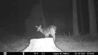 Caught on Camera: Wild Poland 2/28