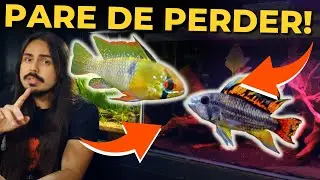 🔴STOP LOSING DWARF CICHLIDS! |Mr. Betta|
