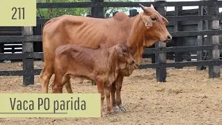 Vaca Sindi PO parida brinco 211 - Vendas 2026.1