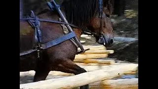 1963 Skogsarbete med Ardenner arbetsh&auml;st (8mm footage)